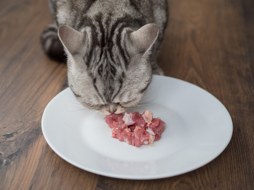 Alimentação dos gatos de exterior: gato a comer carne crua de um prato