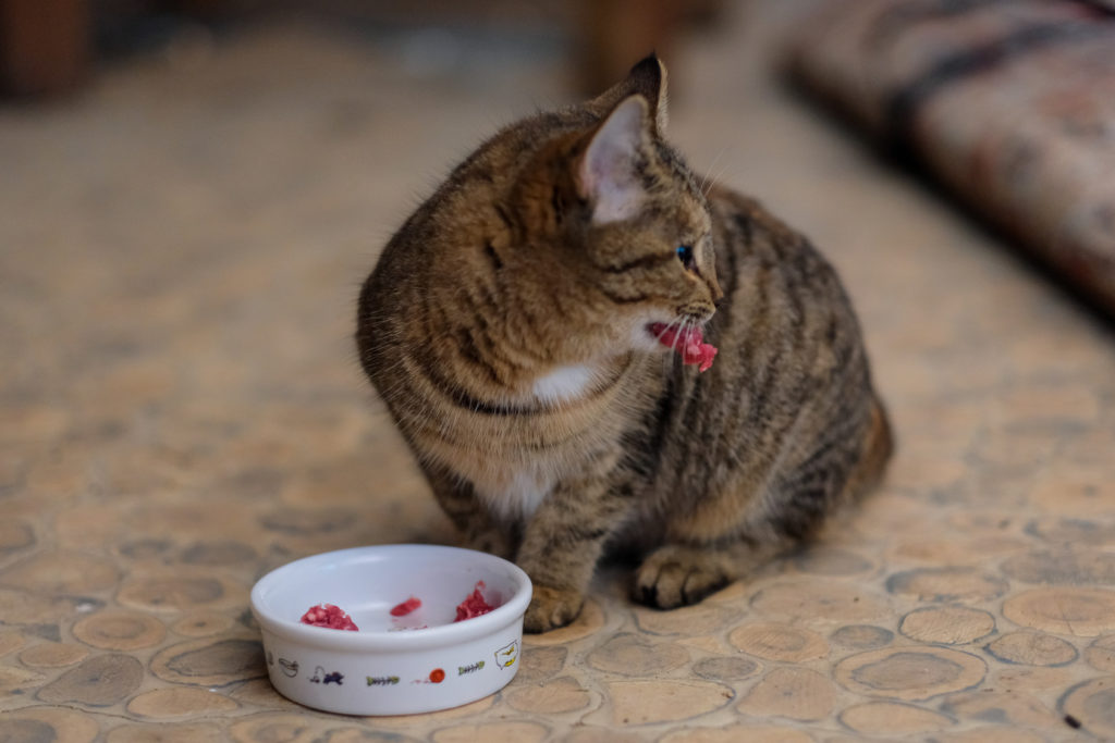 Comida para gatos de exterior: gato sentado a comer