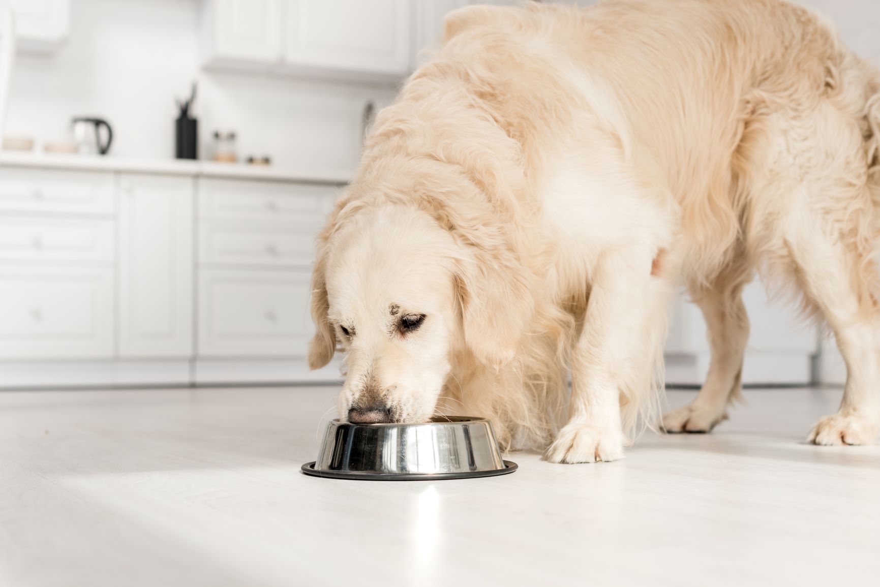 O seu cão está gordo? Procure uma ração adequada para emagrecer