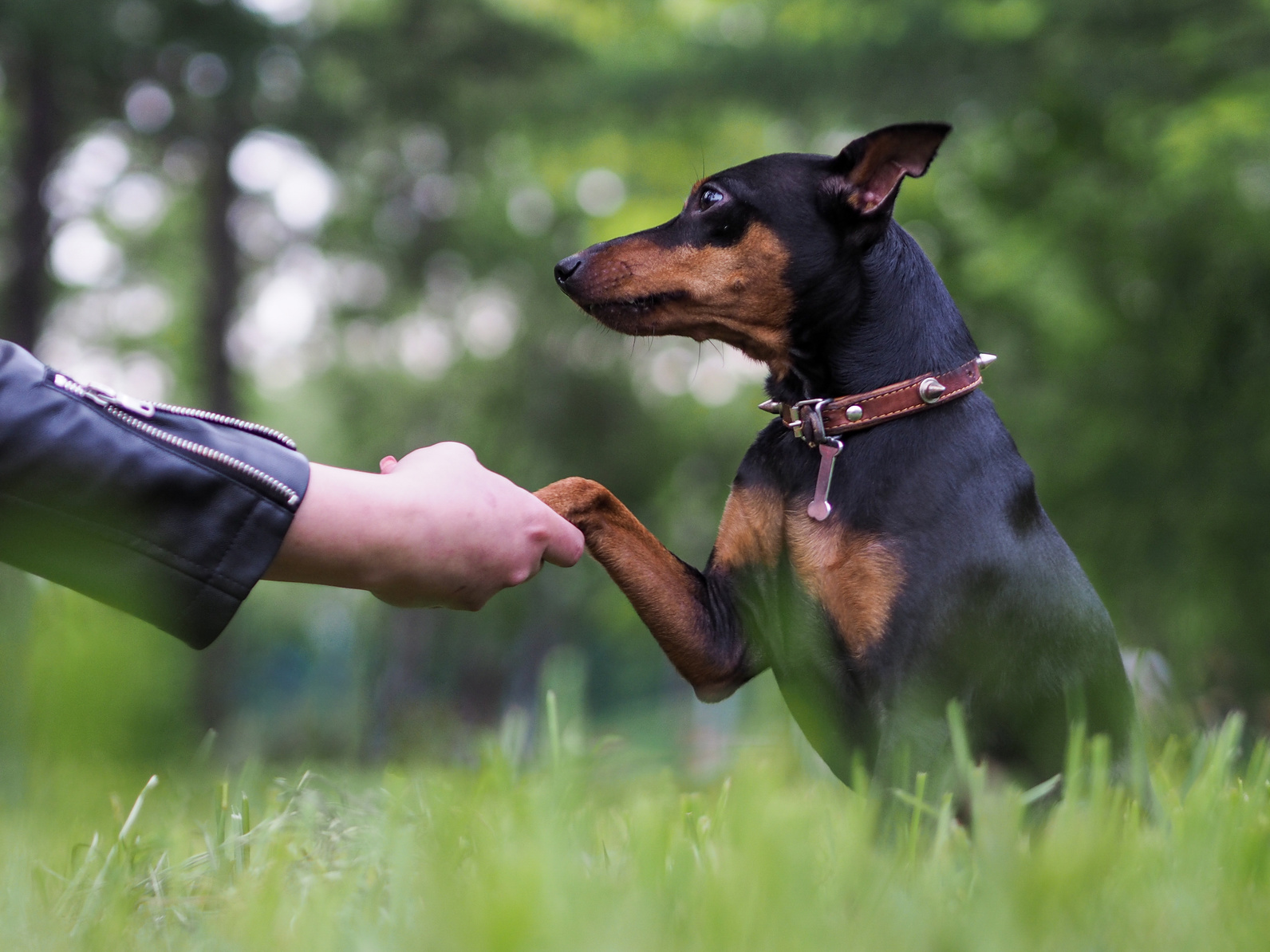 hund gibt seine pfote hund gibt seine pfote