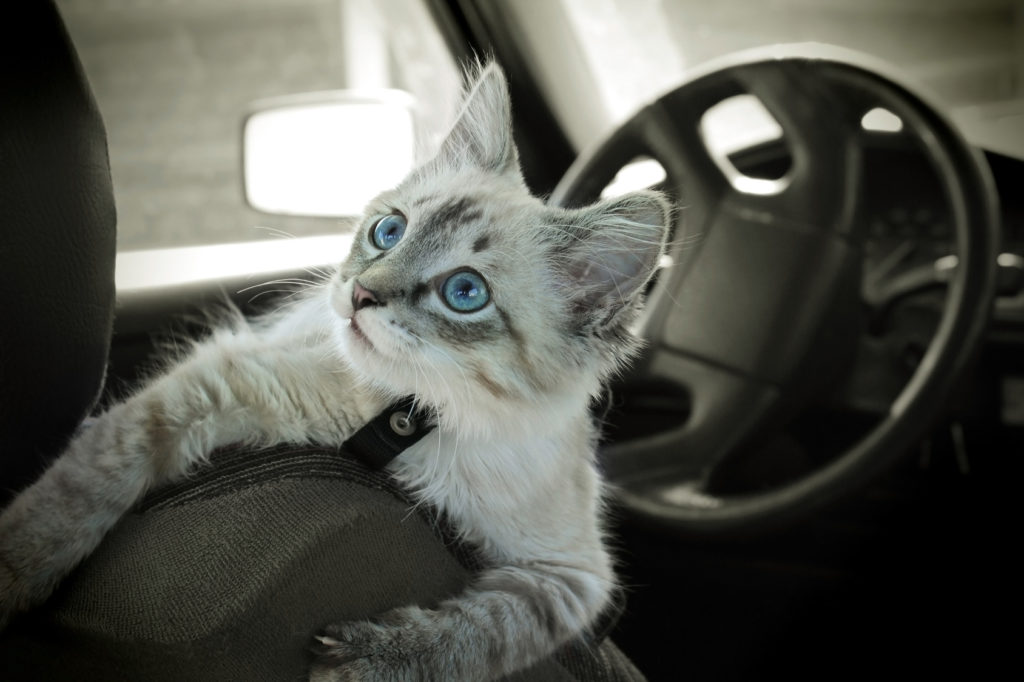 Viajar de carro com um gato: gatinho num carro