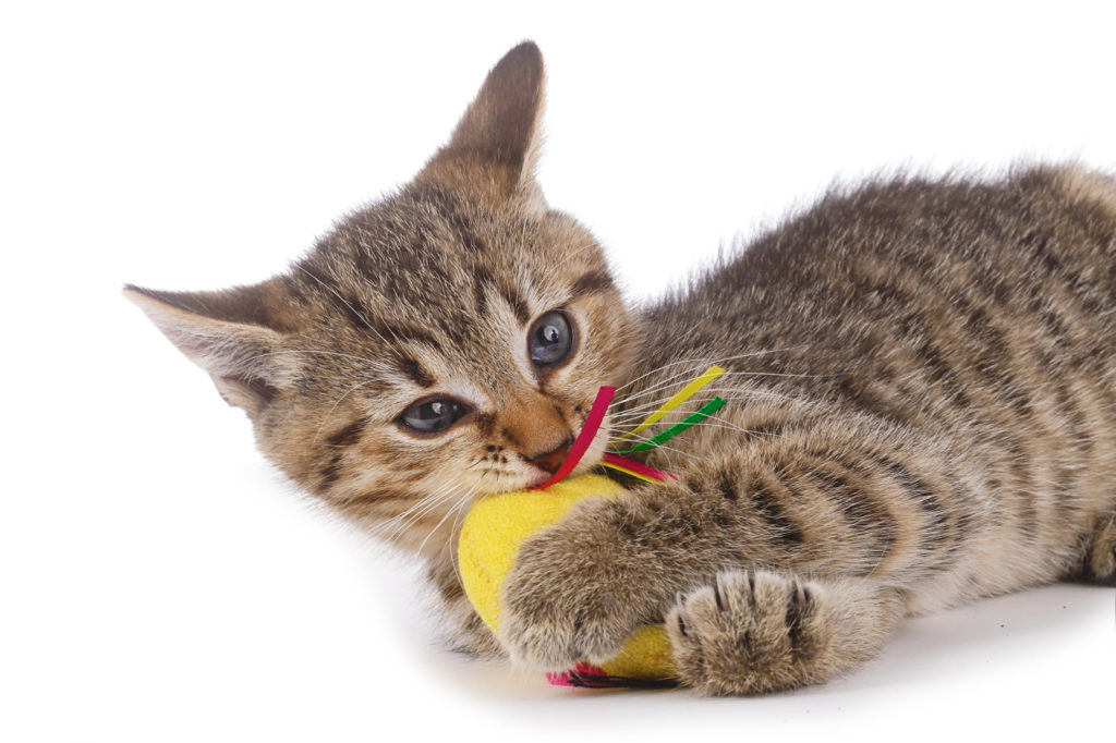 katzenbaby mit maus