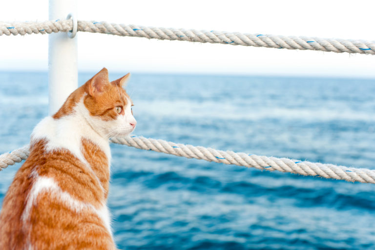 Viajar de barco com gato