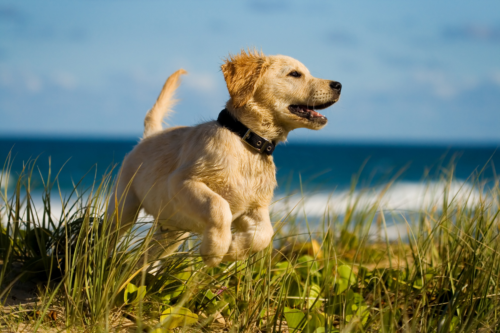 Labrador hvalp Labrador hvalp