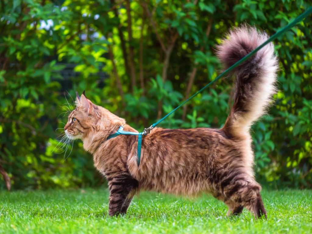 Maine coon schwanz erhoben