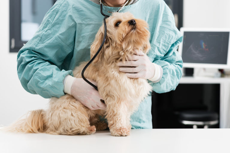 Pancreatite canina: exame por veterinário