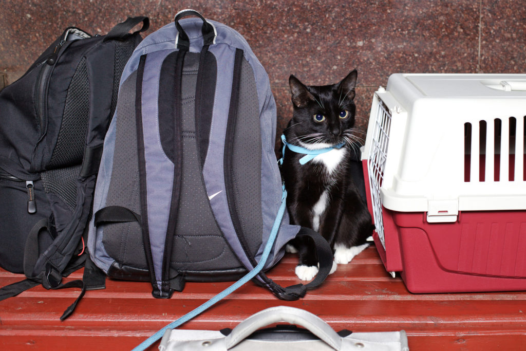 Viajar com gatos: gato preto e branco sentado entre a caixa de transporte e as mochilas