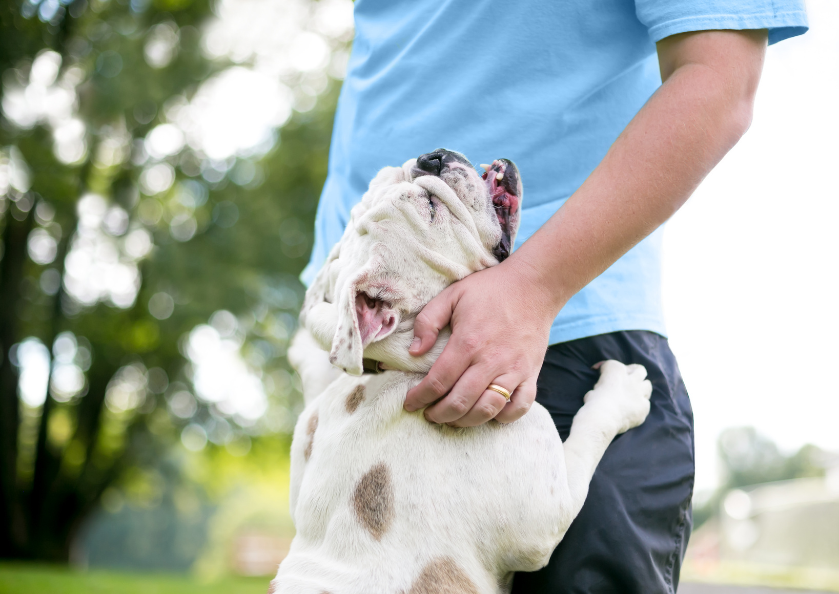 schmusebacke englische bulldogge schmusebacke englische bulldogge