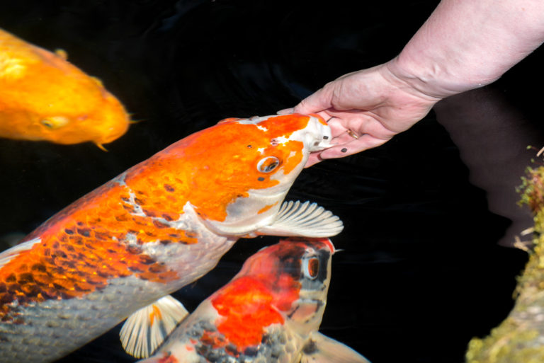 Comida para peixes de lago