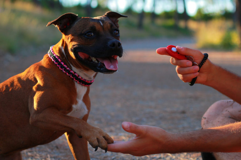Treino com clicker para cães: a forma moderna de educar os patudos!