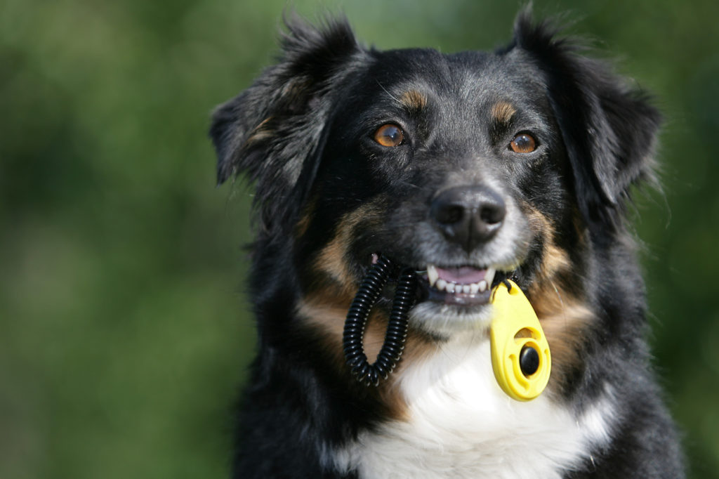 Treino com clicker para cães: uma forma simples e divertida de educar o seu cão
