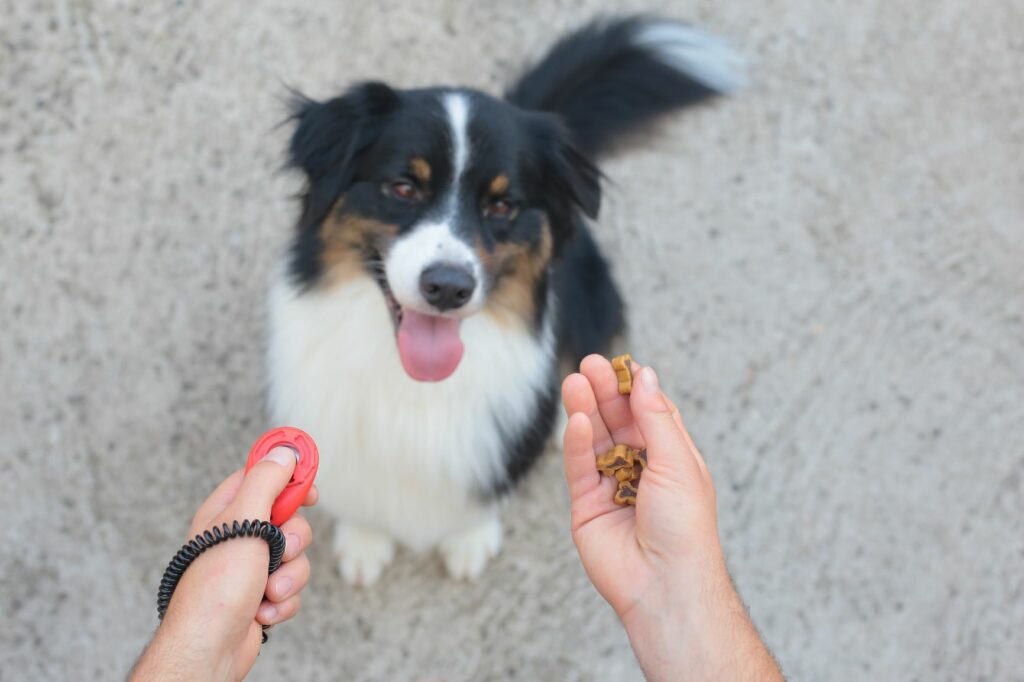 treino com clicker para cães: o tempo para dar a recompensa é crucial