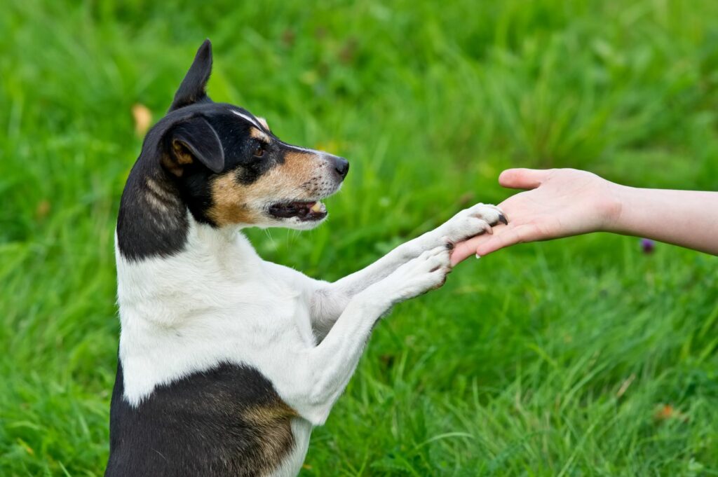 treino com clicker para cães: uma atividade divertida e estimulante para cães e para os donos