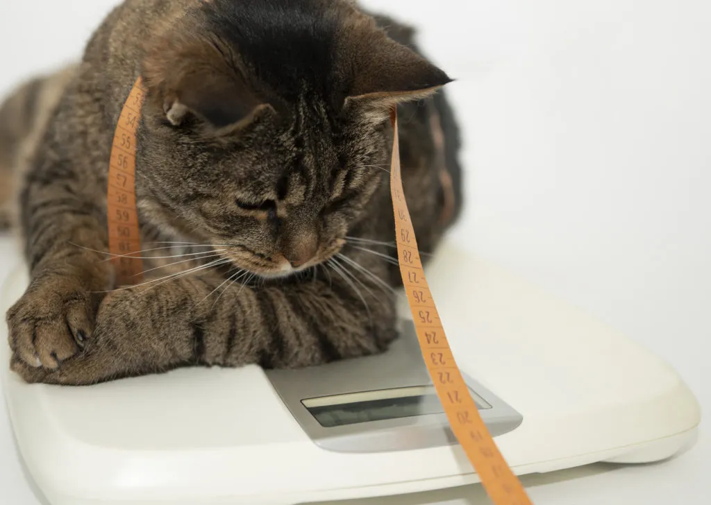 uebergewicht_katzen-1024×728 O seu gato está gordo?