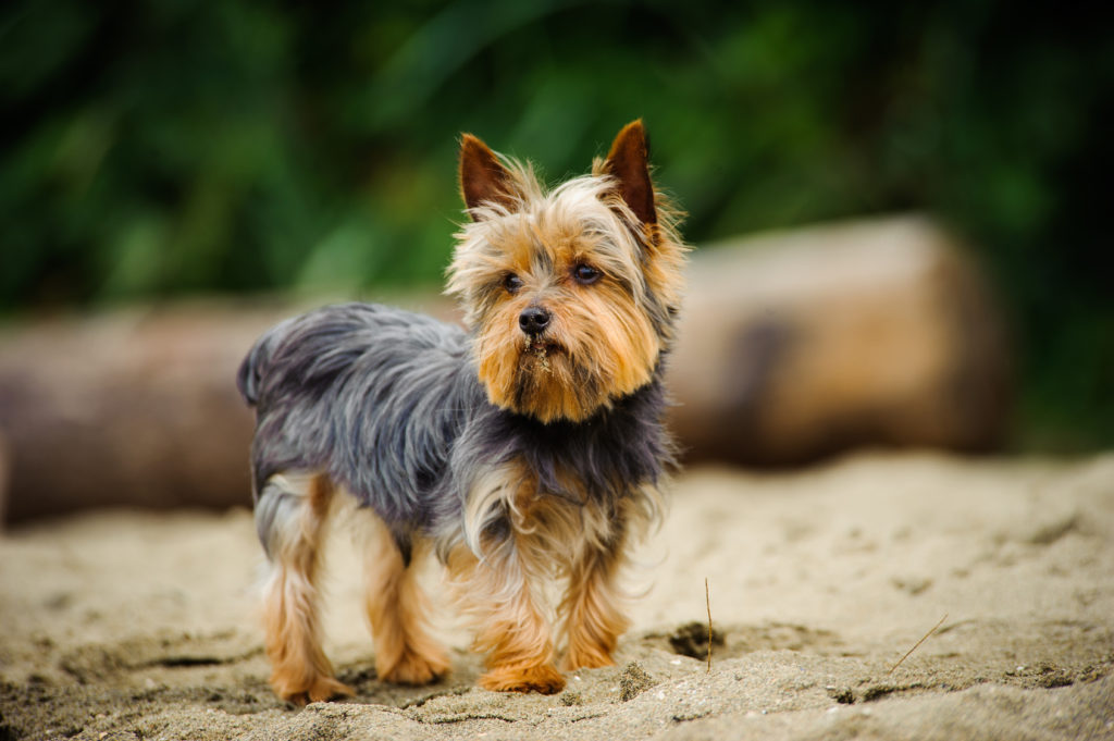 Yorkshire Terrier un einem Strand