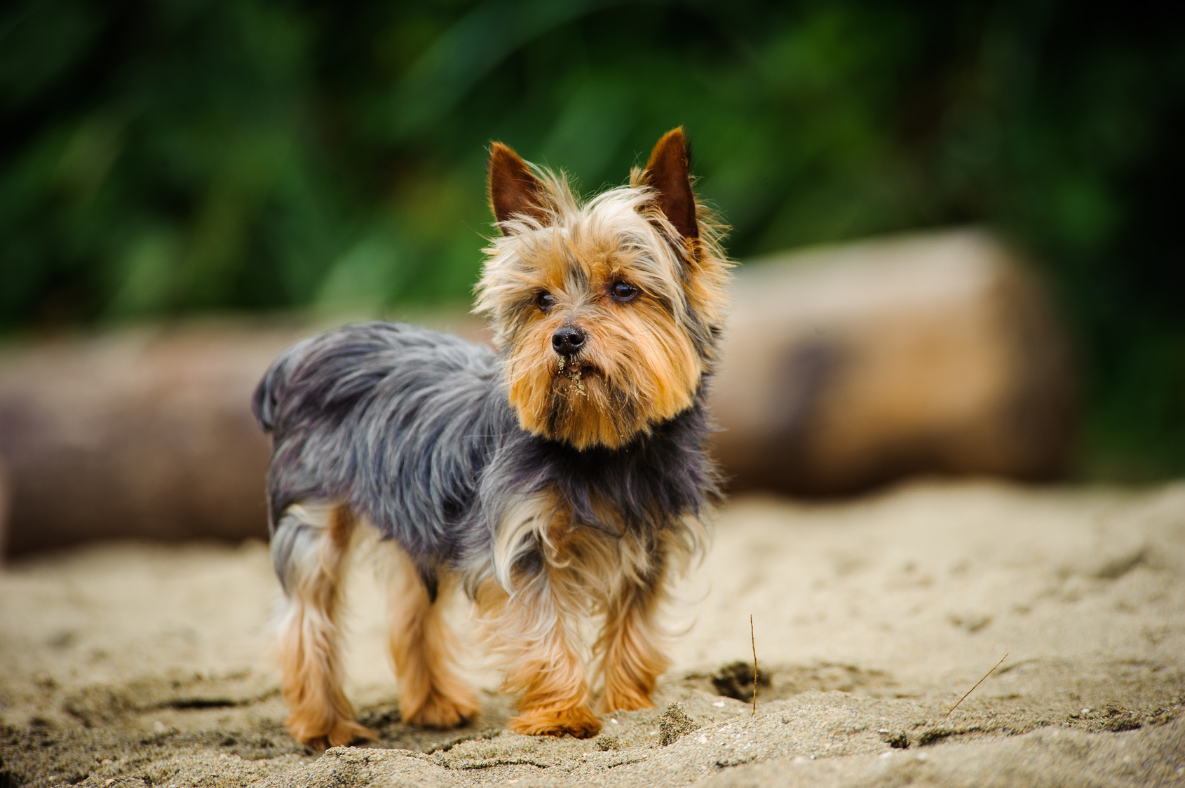 Yorkshire Terrier am Meer Yorkshire Terrier an einem Strand