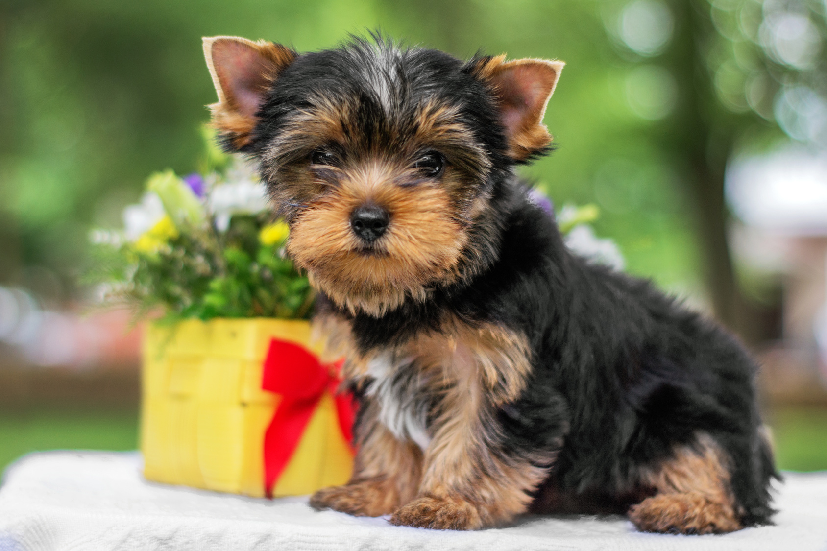 Yorkshire Terrier Welpe Ein Yorkshire Terrier Welpe auf einem Tisch