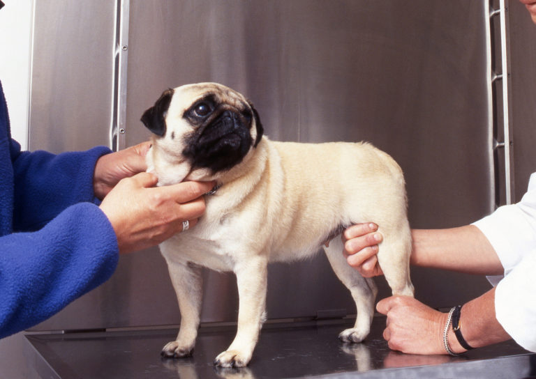 Osteoartrose nos cães Osteoartrose nos cães