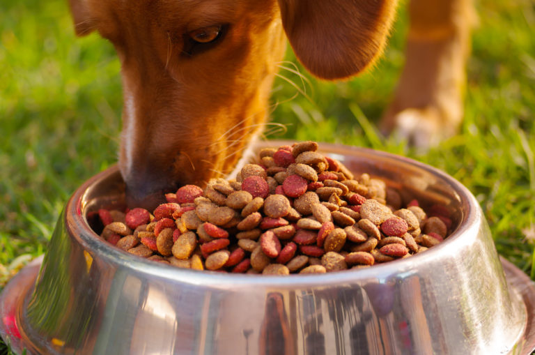 Comida biológica para cães Comida biológica para cães