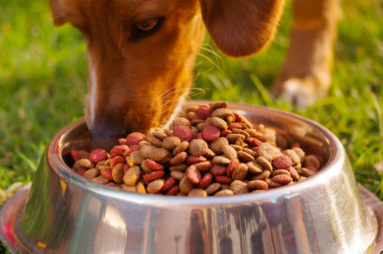 Comida biológica para cães