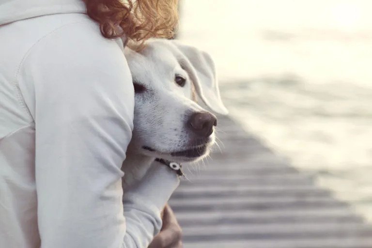 Cães ansiosos Cães ansiosos