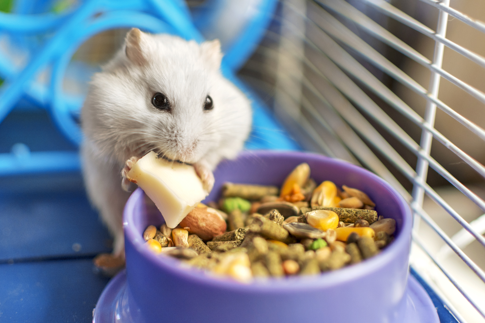 hamster frisst im käfig hamster frisst im käfig