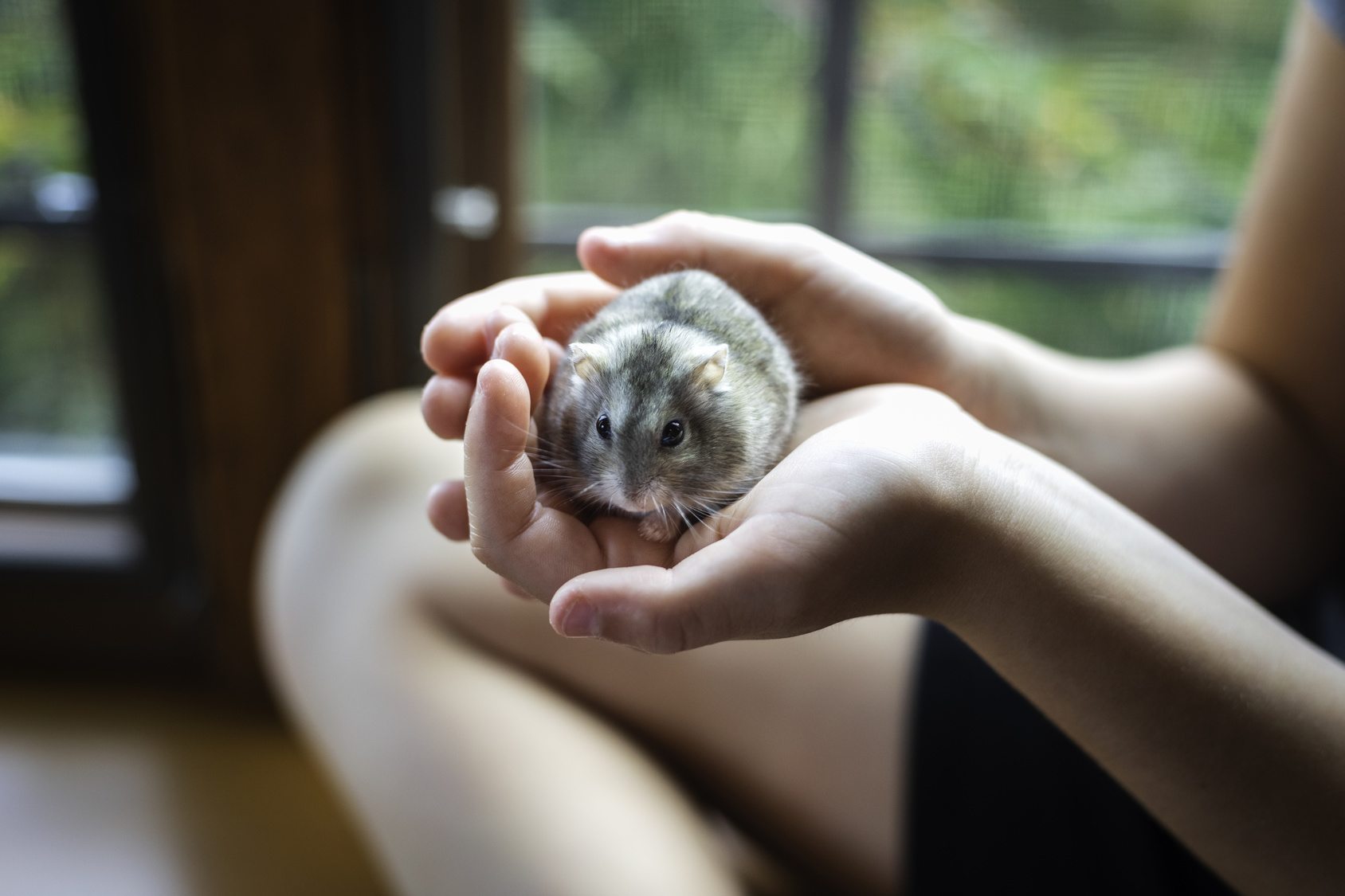 hamster haltung hamster haltung