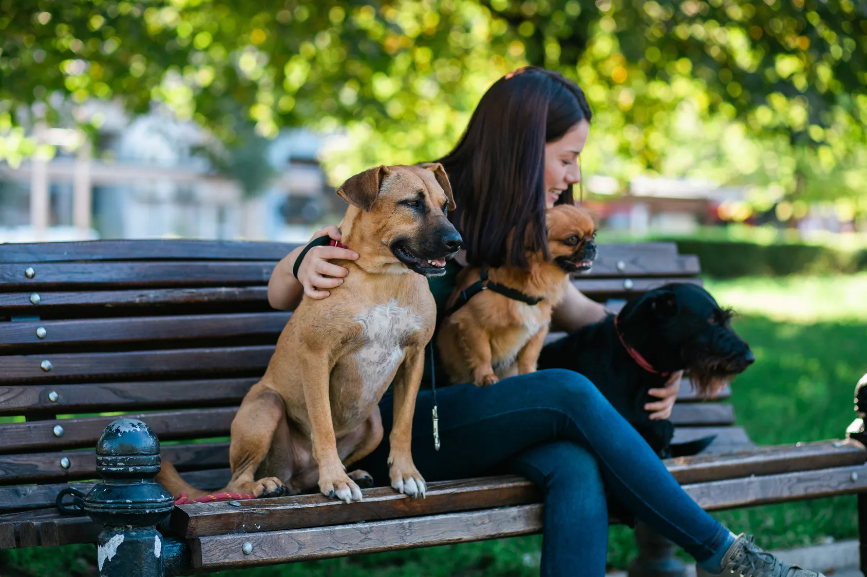 Eine Hundesitterin mit mehreren Hunden hundesitter