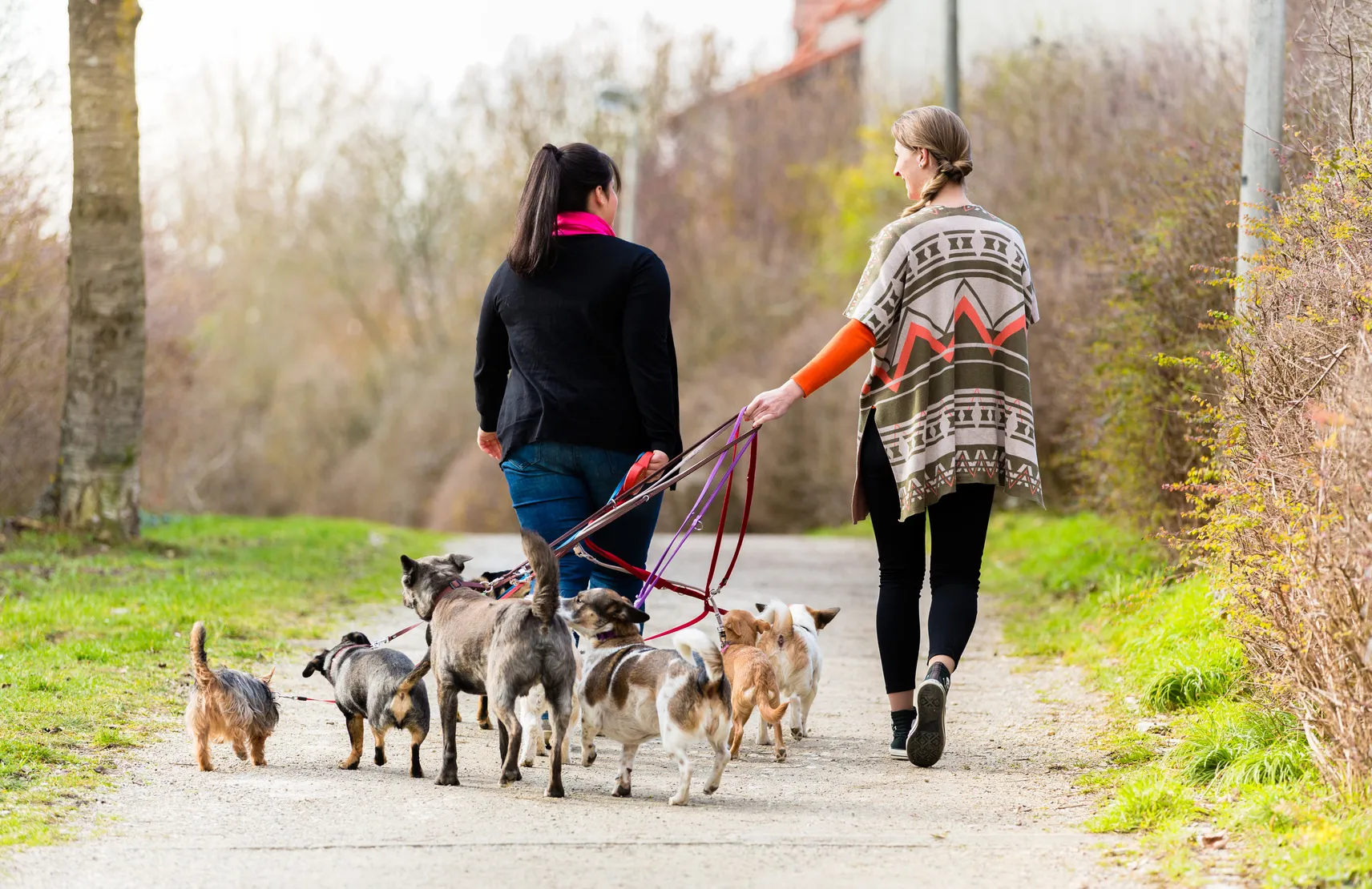 hundesitters mit viele hunde hundesitters mit viele hunde