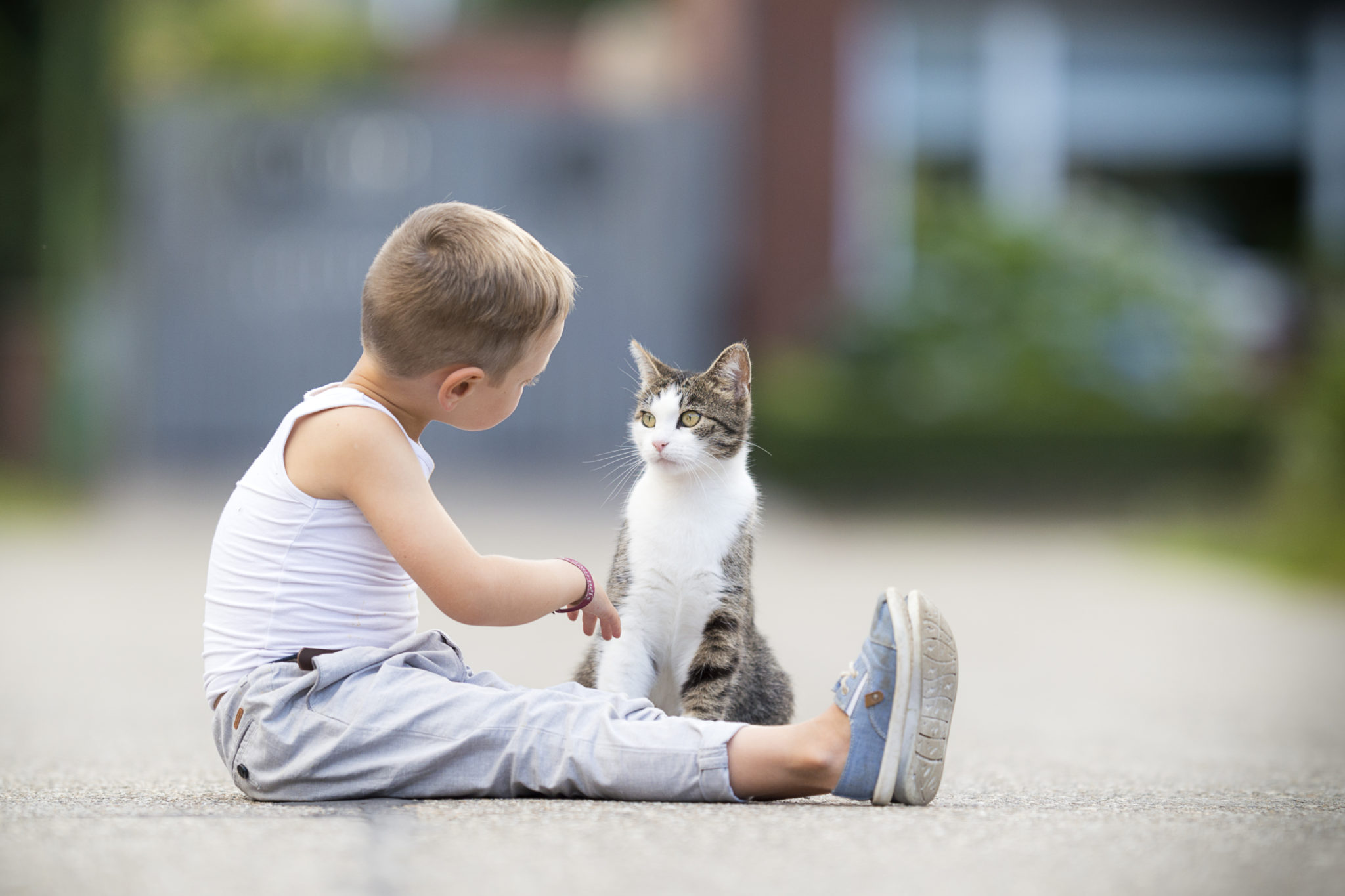 katze mit kinder
