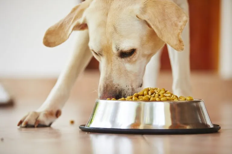 Comida para cães adultos Comida para cães adultos