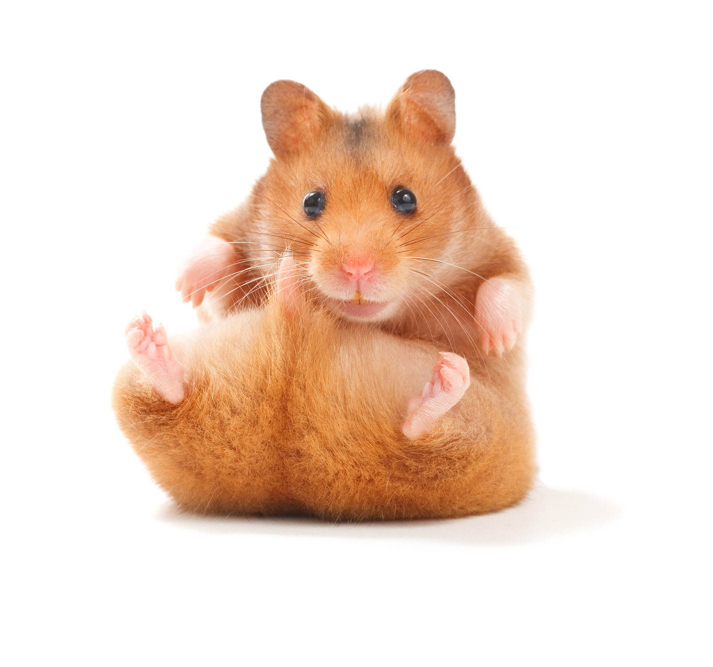 süß hamster süß hamster