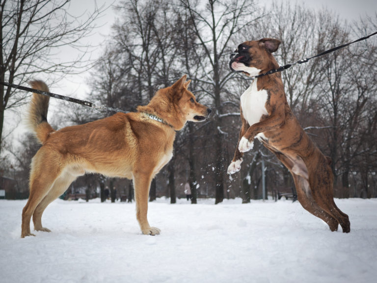 Raças de cães de luta