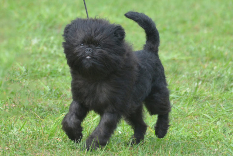 Affenpinscher Affenpinscher