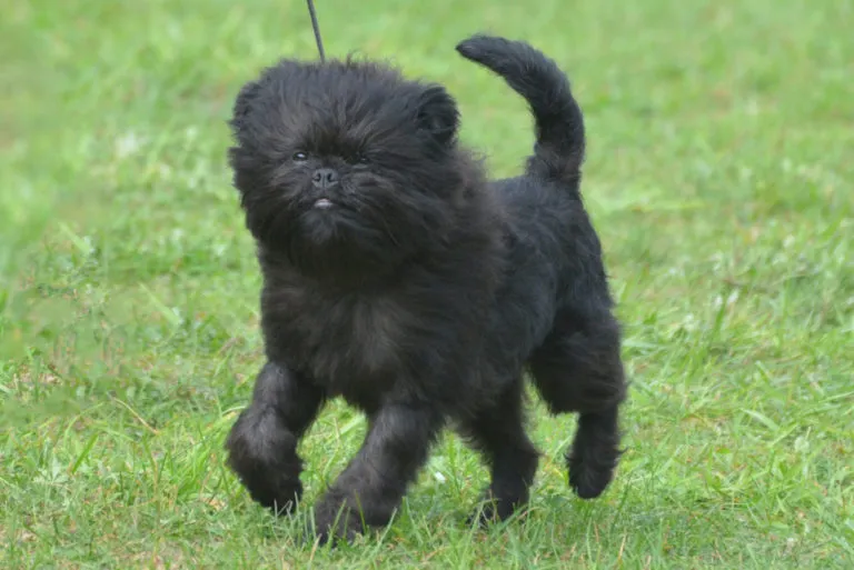 affenpinscher_1 Affenpinscher a andar na relva com trela