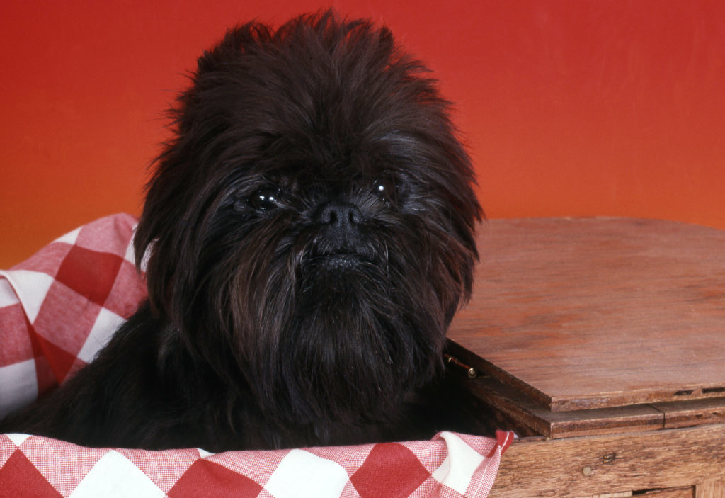 Affenpinscher cachorrinho no seu cesto