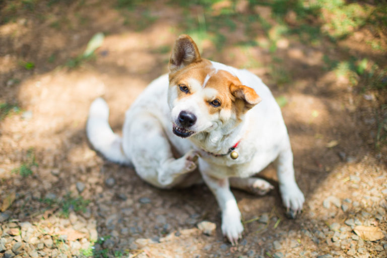 Alergias em cães