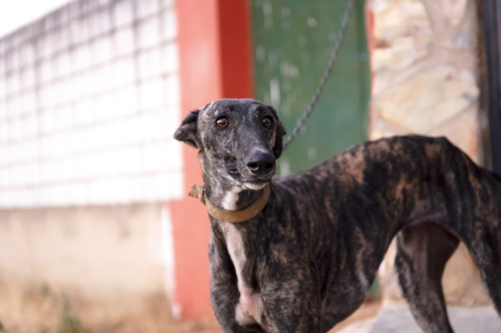 brindle galgo