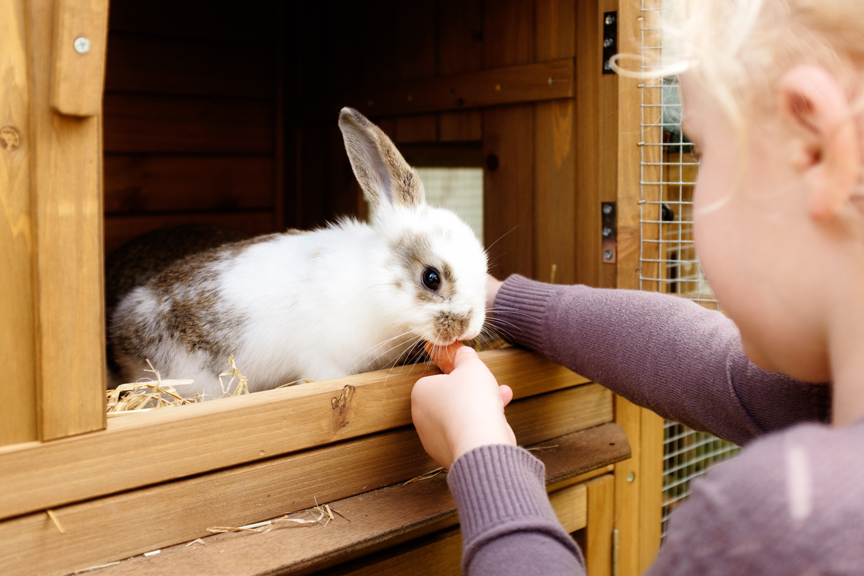 kleines Mädchen füttert hase kleines Mädchen füttert hase