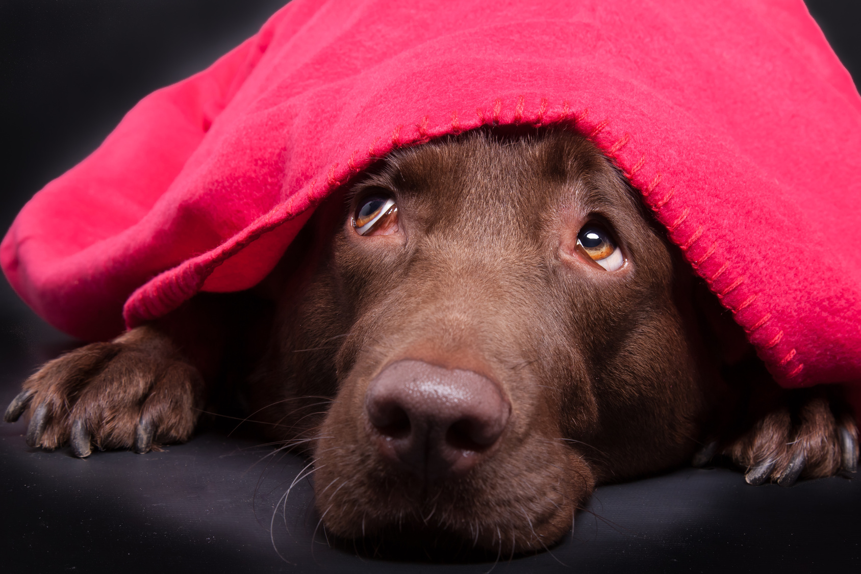 Labrador unter Decke Labrador versteckt sich unter pinker Decke während Silvester