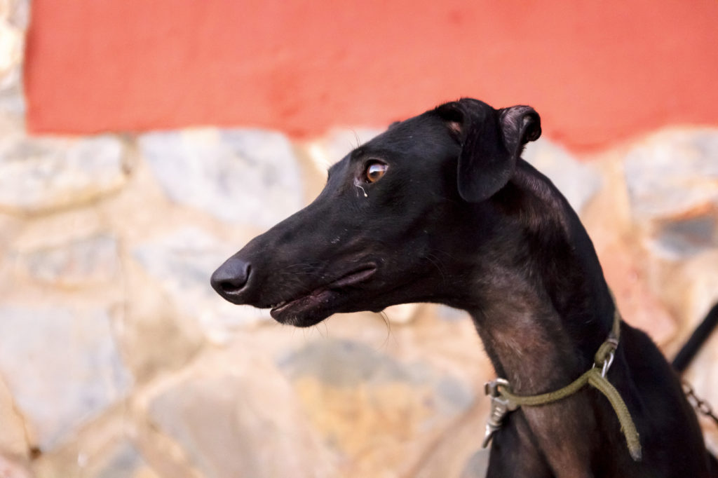 schwarz galgo español