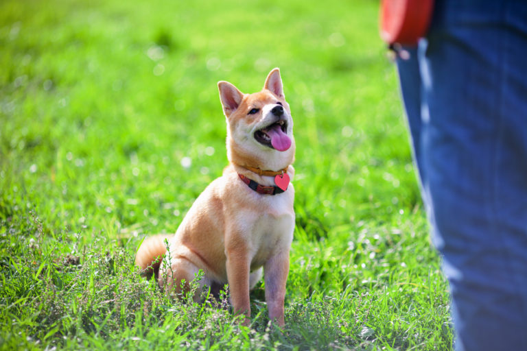 Treino de obediência para cães