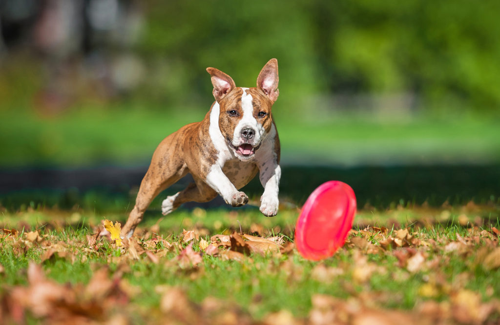 Koirafrisbee