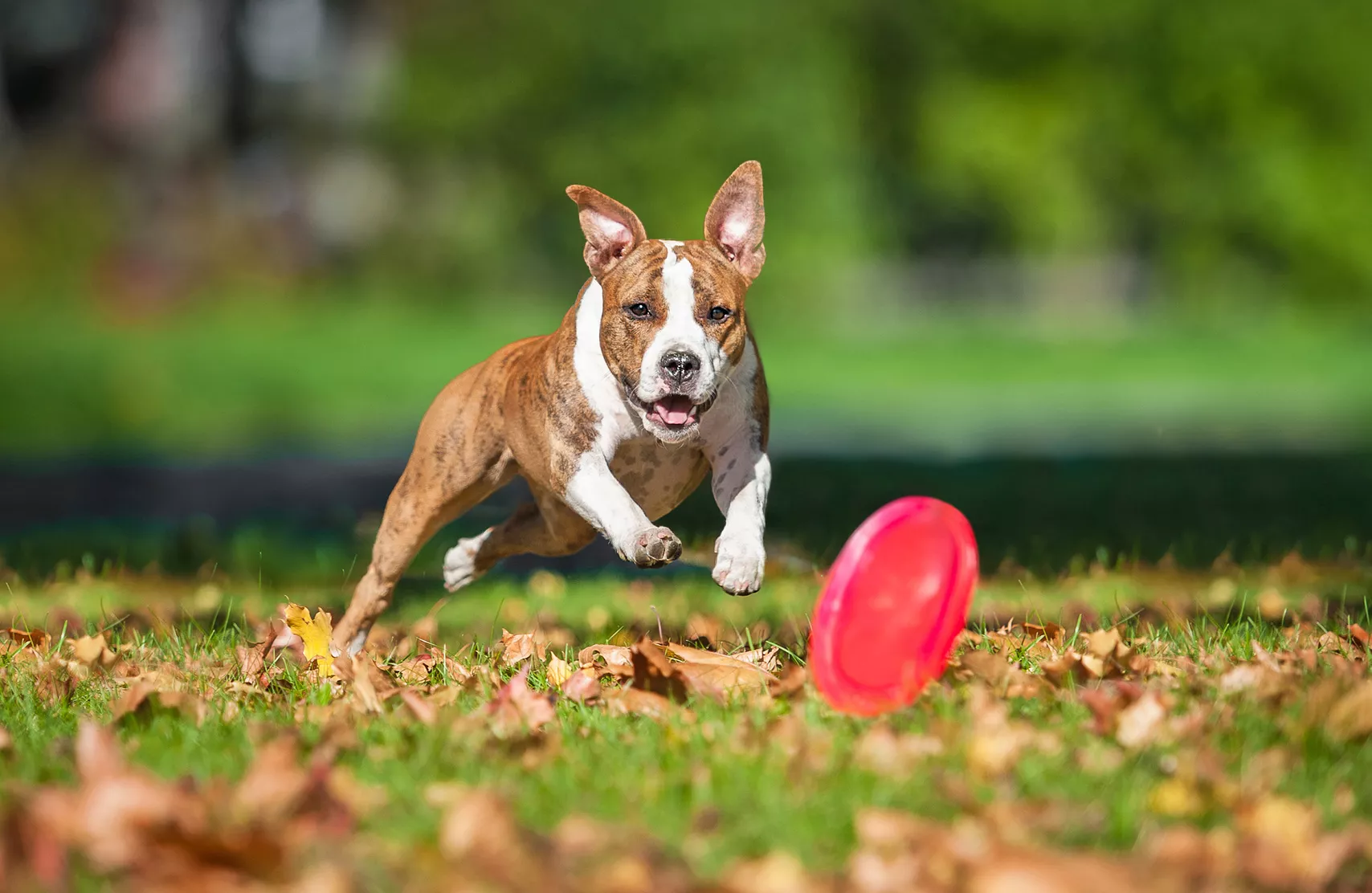 American staffordshire terrier frisbee Koirafrisbee