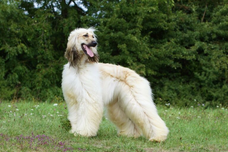 Galgo Afegão de pelo branco junto a uma sebe.