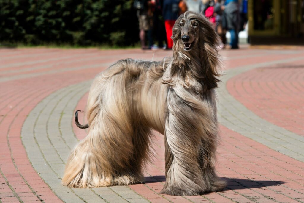 Galgo Afegão adulto com pelo comprido ao vento.