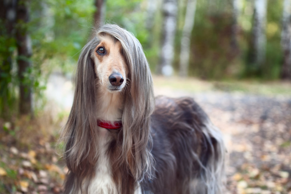 Galgo Afegão com pelo comprido num bosque