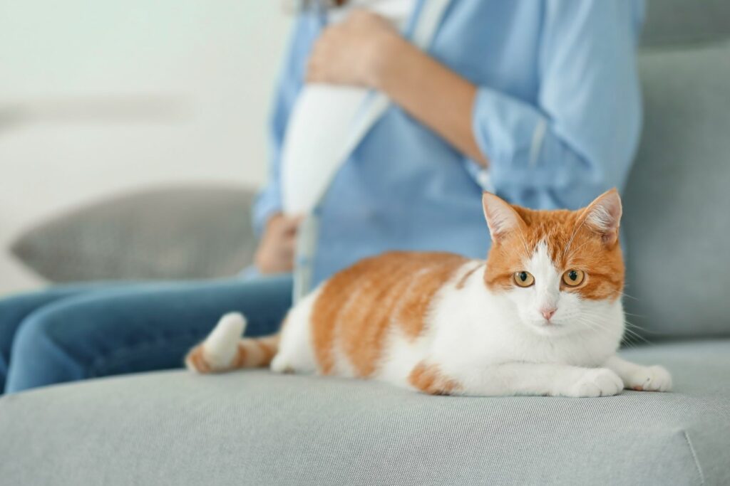 Toxoplasmose nos gatos: esta doença representa um risco para grávidas