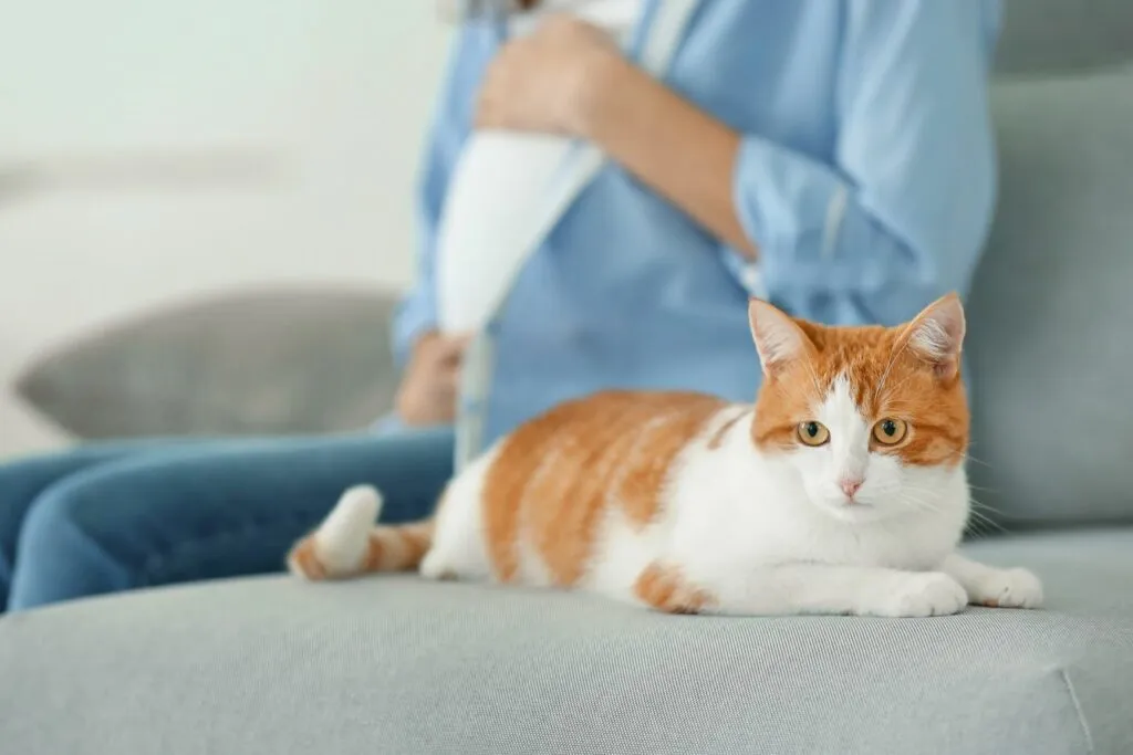 Gato no sofá Toxoplasmose nos gatos: esta doença representa um risco para grávidas