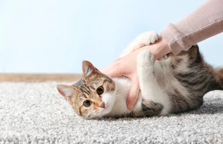fotolia_134187770-768×495 Toxoplasmose nos gatos: trata-se de uma doença muitas vezes assintomática
